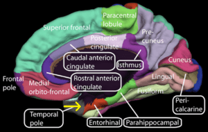 300px-Medial_surface_of_cerebral_cortex_-_entorhinal_cortex