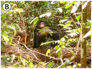 journal.pone.0008901.g004