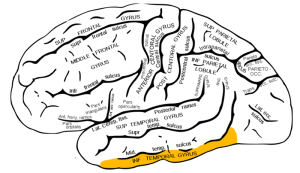 800px-Gray726_inferior_temporal_gyrus